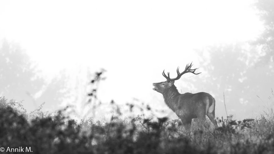 008 brame du cerf 2020 photo de annik m 008 brame du cerf 2020 photo de annik m