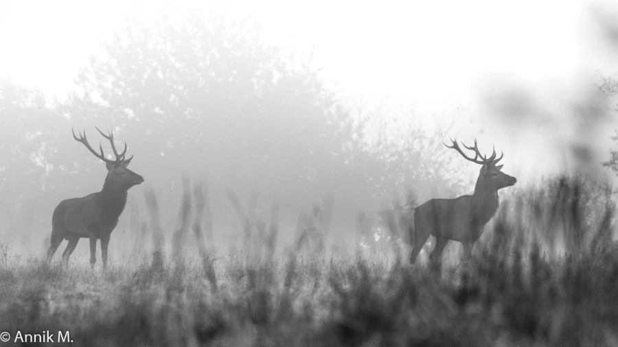 011 brame du cerf 2020 photo de annik m 011 brame du cerf 2020 photo de annik m