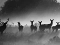 012 brame du cerf 2020 photo de annik m