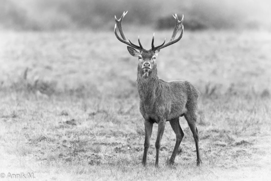 013 brame du cerf 2020 photo de annik m 013 brame du cerf 2020 photo de annik m