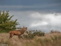 051 brame du cerf 2020 photo de didier v
