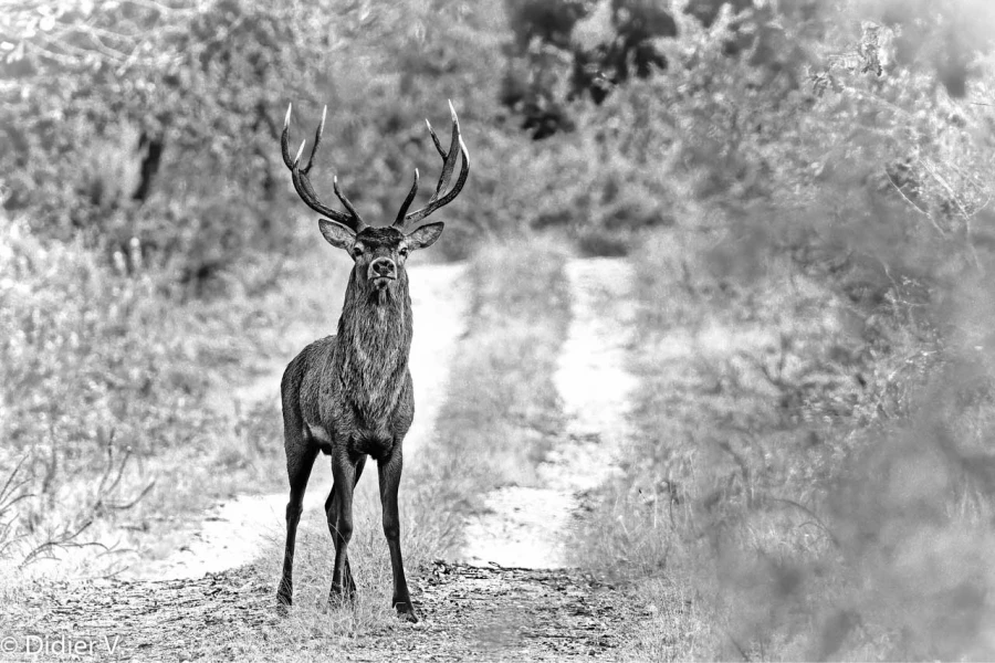 053 brame du cerf 2020 photo de didier v 053 brame du cerf 2020 photo de didier v