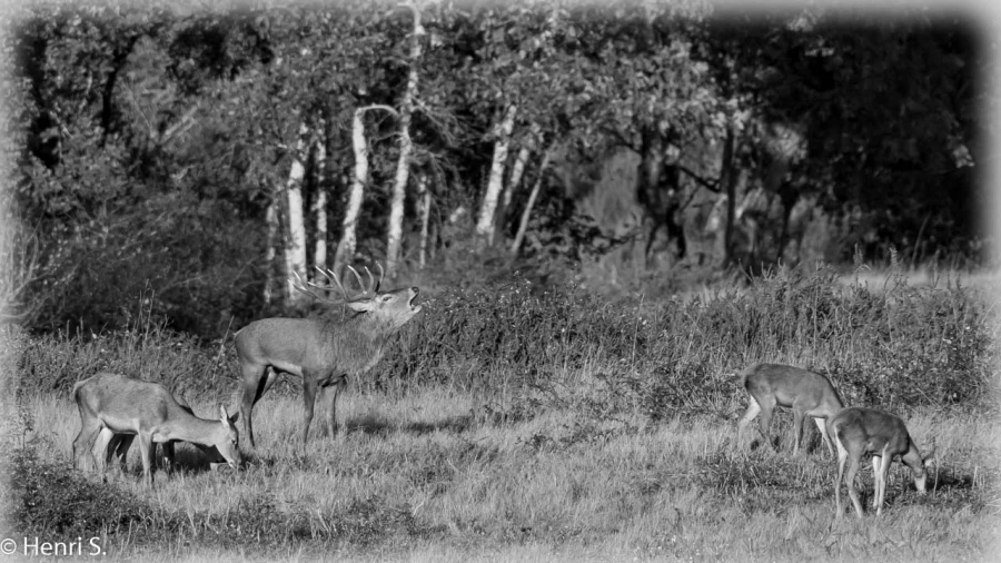 101 brame du cerf 2020 photo de henri s 101 brame du cerf 2020 photo de henri s
