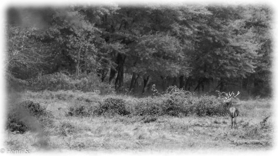 102 brame du cerf 2020 photo de henri s 102 brame du cerf 2020 photo de henri s
