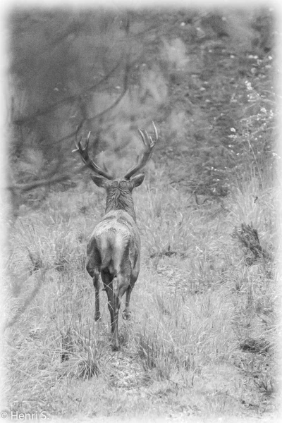106 brame du cerf 2020 photo de henri s 106 brame du cerf 2020 photo de henri s