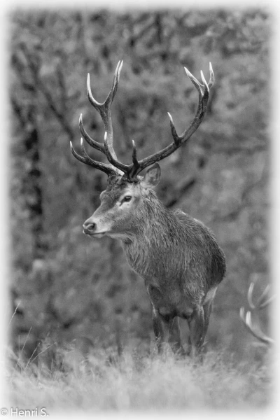 107 brame du cerf 2020 photo de henri s 107 brame du cerf 2020 photo de henri s