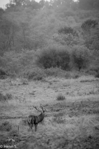 109 brame du cerf 2020 photo de henri s 109 brame du cerf 2020 photo de henri s