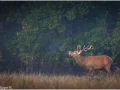 19 brame du cerf 2020 photo de jean philippe b