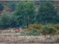 20 brame du cerf 2020 photo de jean philippe b