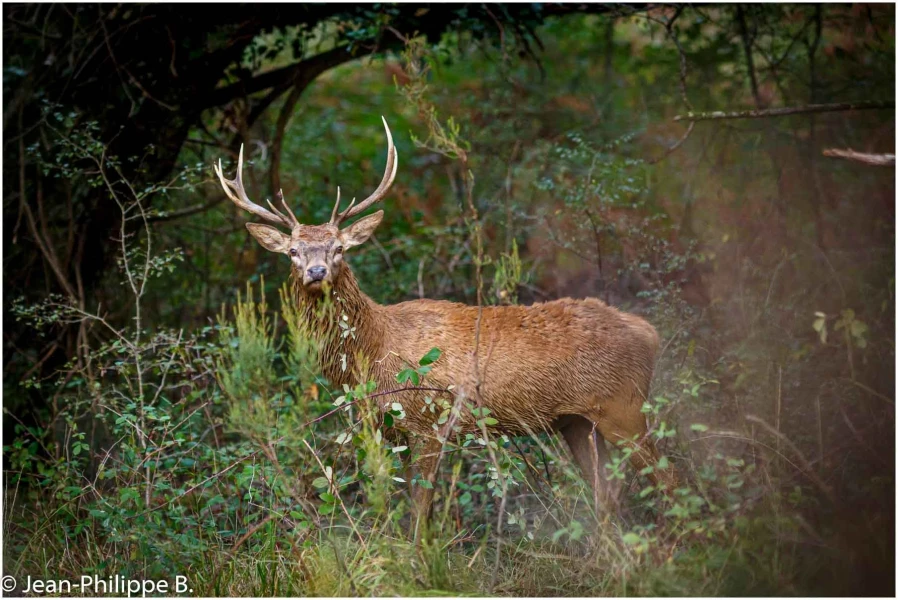 21 brame du cerf 2020 photo de jean philippe b 21 brame du cerf 2020 photo de jean philippe b