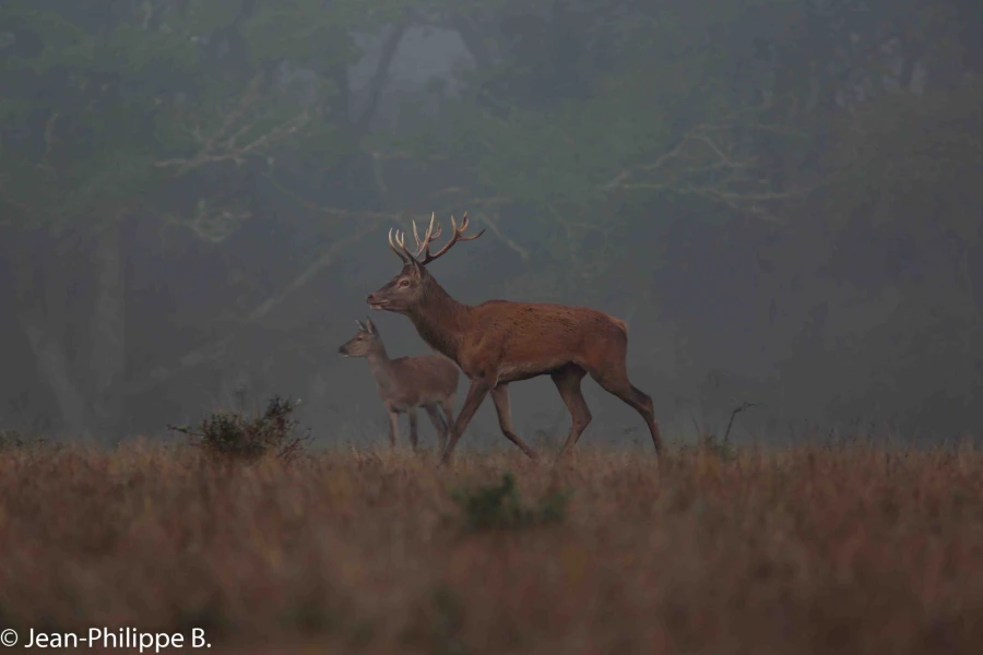 22 brame du cerf 2020 photo de jean philippe b 22 brame du cerf 2020 photo de jean philippe b
