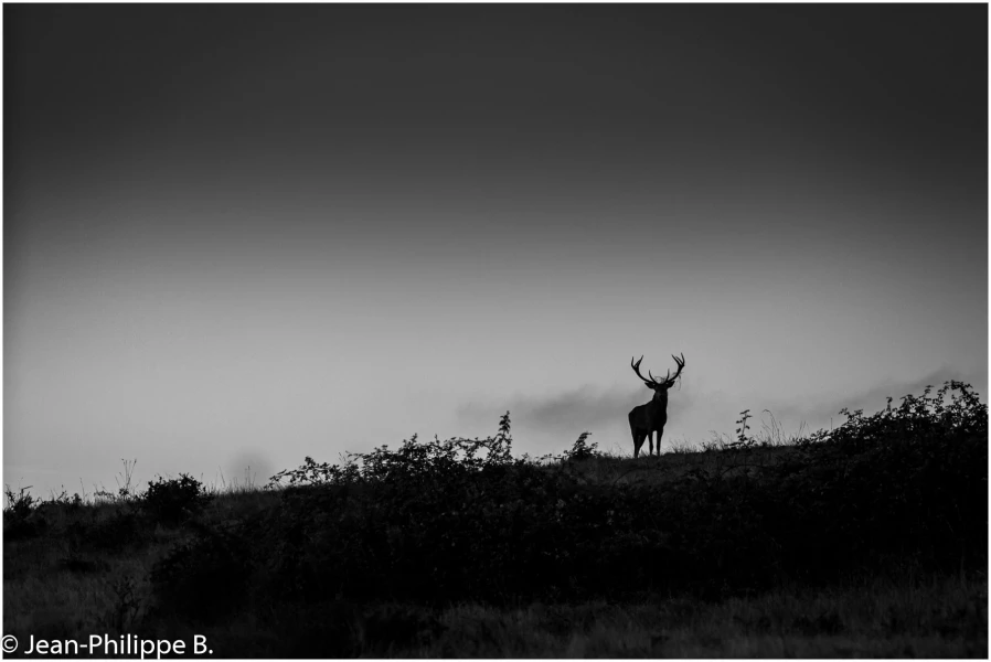 25 brame du cerf 2020 photo de jean philippe b 25 brame du cerf 2020 photo de jean philippe b