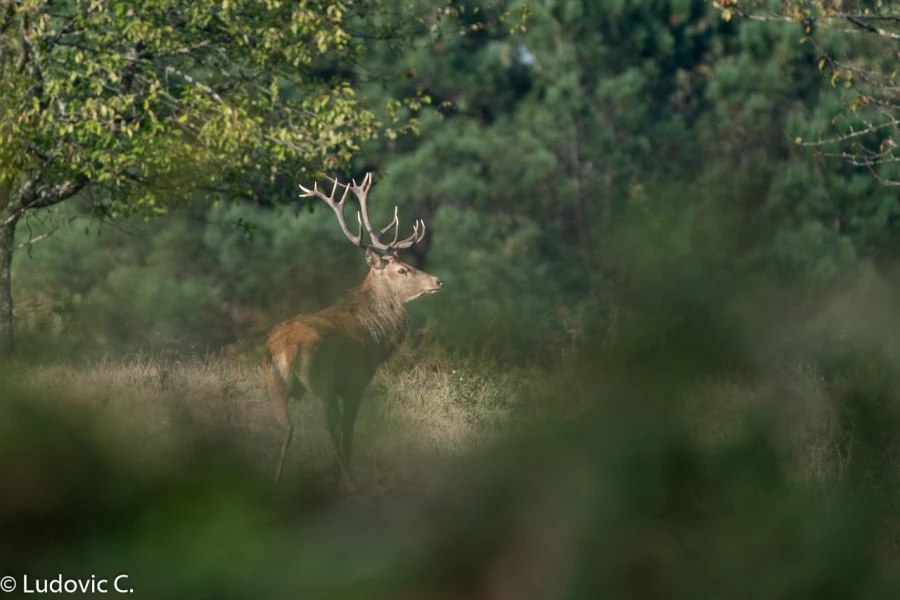 252 brame du cerf 2020 photo de ludovic c 252 brame du cerf 2020 photo de ludovic c