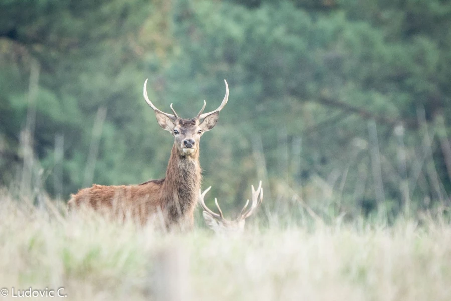 254 brame du cerf 2020 photo de ludovic c 254 brame du cerf 2020 photo de ludovic c