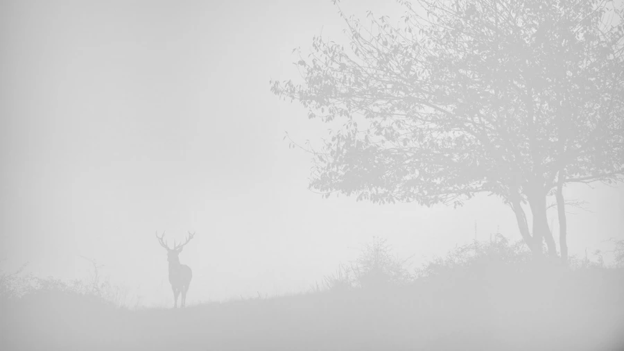 Cerf dans le brouillard pendant le brame du cerf. Cerf dans le brouillard pendant le brame du cerf.