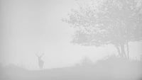 Red Deer Stag in the Mist in Black and White