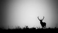 Silhouette of Red Deer Stag in Black and White