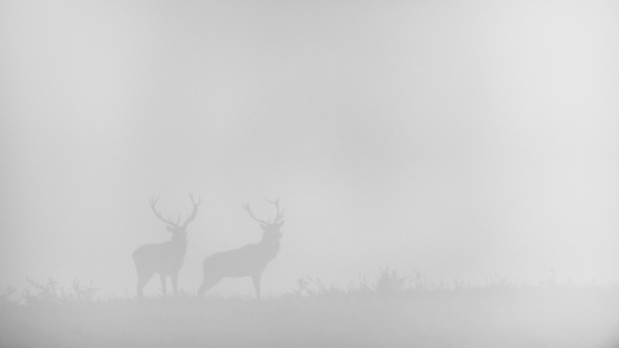 Cerf dans le brouillard pendant le brame du cerf. Cerf dans le brouillard pendant le brame du cerf.