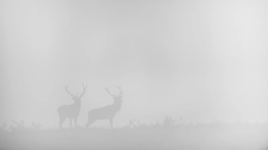 Cerf dans le brouillard pendant le brame du cerf. Cerf dans le brouillard pendant le brame du cerf.