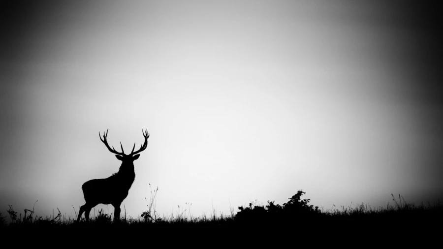 Silhouette de cerf pendant le brame du cerf. Silhouette de cerf pendant le brame du cerf.