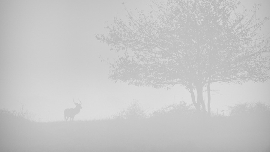 Cerf dans le brouillard pendant le brame du cerf. Cerf dans le brouillard pendant le brame du cerf.
