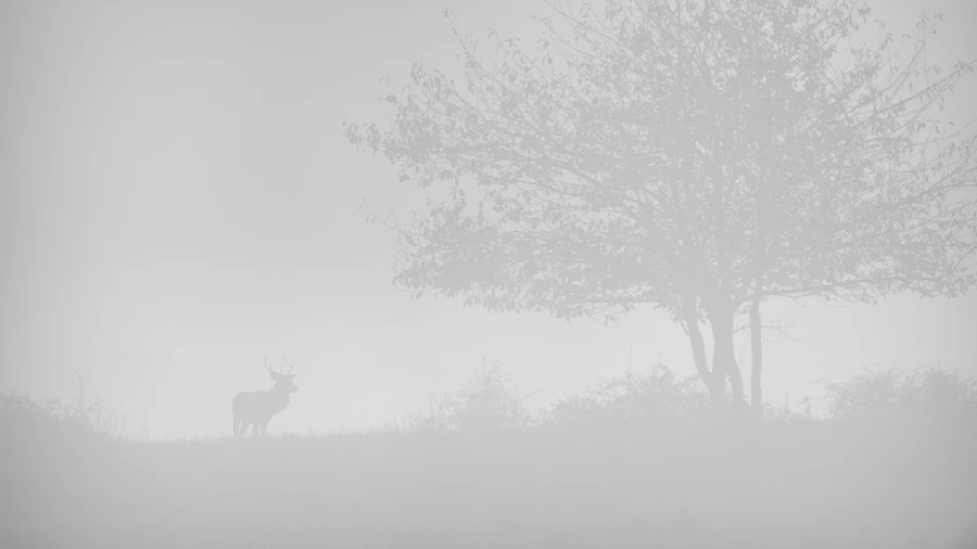 Cerf dans le brouillard pendant le brame du cerf. Cerf dans le brouillard pendant le brame du cerf.