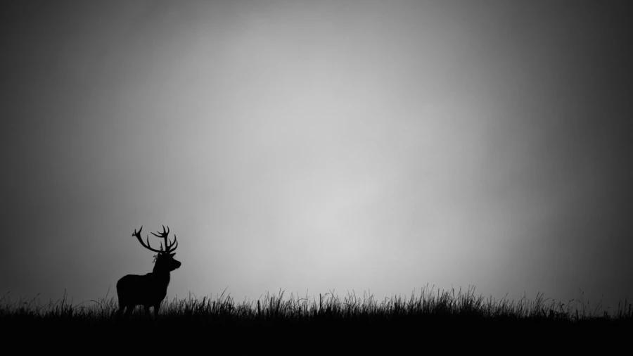 Silhouette de cerf pendant le brame du cerf. Silhouette de cerf pendant le brame du cerf.