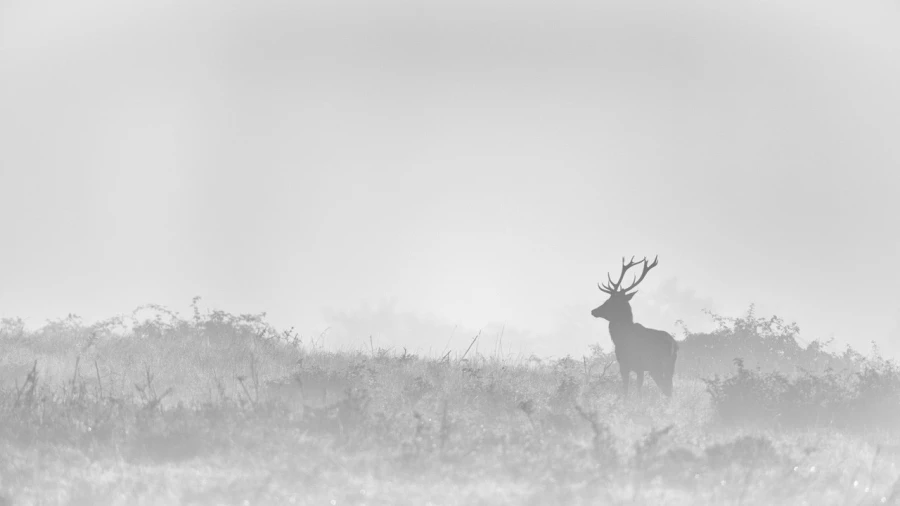 Cerf dans le brouillard pendant le brame du cerf. Cerf dans le brouillard pendant le brame du cerf.