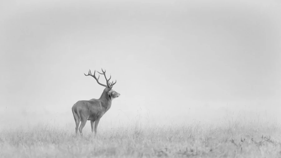 Cerf dans le brouillard pendant le brame du cerf. Cerf dans le brouillard pendant le brame du cerf.