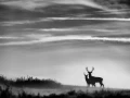 Silhouette de cerf pendant le brame du cerf. 