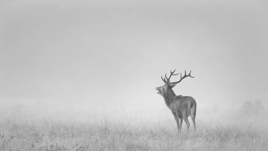 Cerf dans le brouillard pendant le brame du cerf. Cerf dans le brouillard pendant le brame du cerf.