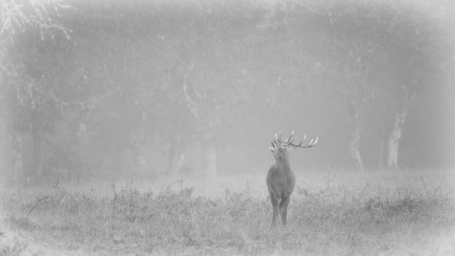 Cerf dans le brouillard pendant le brame du cerf. Cerf dans le brouillard pendant le brame du cerf.