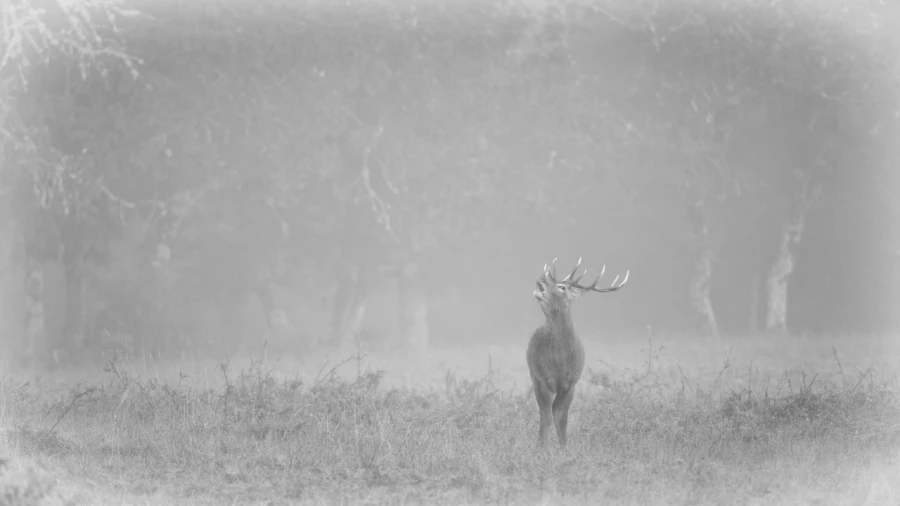 Cerf dans le brouillard pendant le brame du cerf. Cerf dans le brouillard pendant le brame du cerf.
