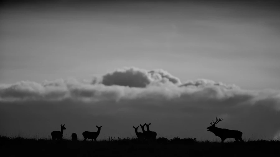 Silhouette de cerf pendant le brame du cerf. Silhouette de cerf pendant le brame du cerf.