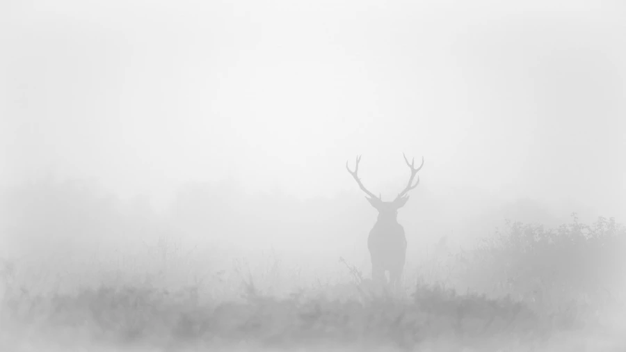 Cerf dans le brouillard pendant le brame du cerf. Cerf dans le brouillard pendant le brame du cerf.
