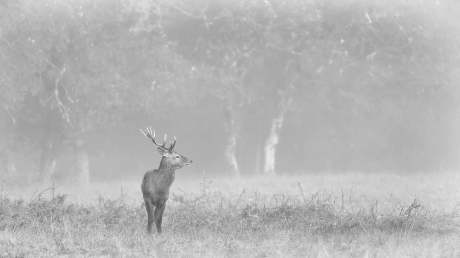 Cerf dans le brouillard pendant le brame du cerf. Cerf dans le brouillard pendant le brame du cerf.
