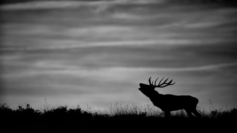Silhouette de cerf pendant le brame du cerf. Silhouette de cerf pendant le brame du cerf.