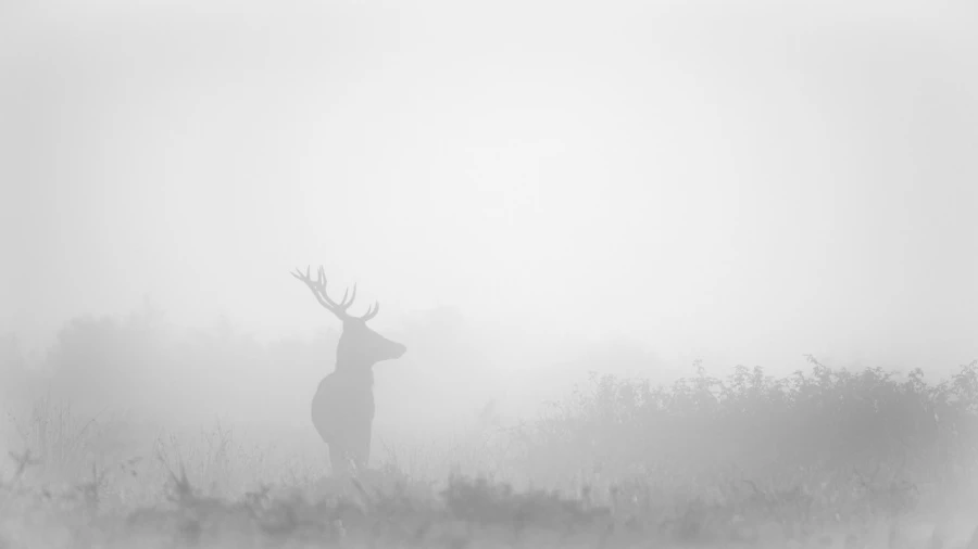 Cerf dans le brouillard pendant le brame du cerf. Cerf dans le brouillard pendant le brame du cerf.