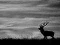 Silhouette de cerf pendant le brame du cerf. 