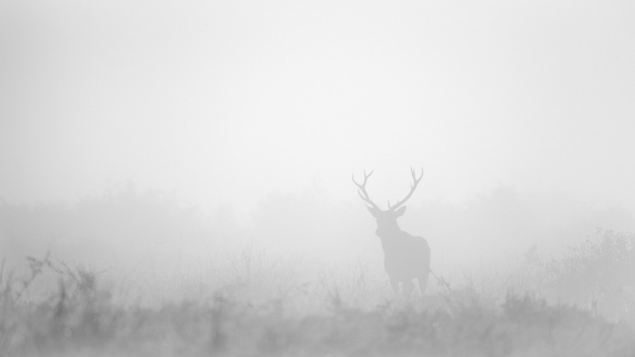Cerf dans le brouillard pendant le brame du cerf. Cerf dans le brouillard pendant le brame du cerf.