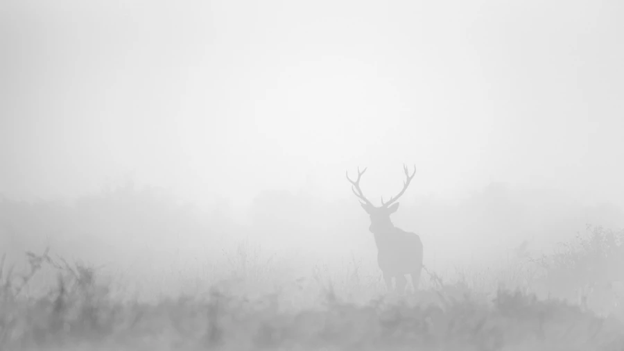 Cerf dans le brouillard pendant le brame du cerf. Cerf dans le brouillard pendant le brame du cerf.