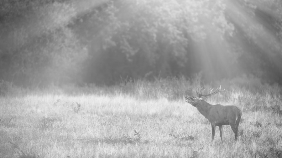 Cerf dans le brouillard pendant le brame du cerf. Cerf dans le brouillard pendant le brame du cerf.