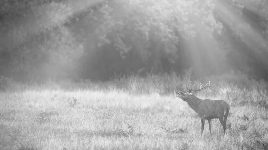 Cerf dans le brouillard pendant le brame du cerf. Cerf dans le brouillard pendant le brame du cerf.
