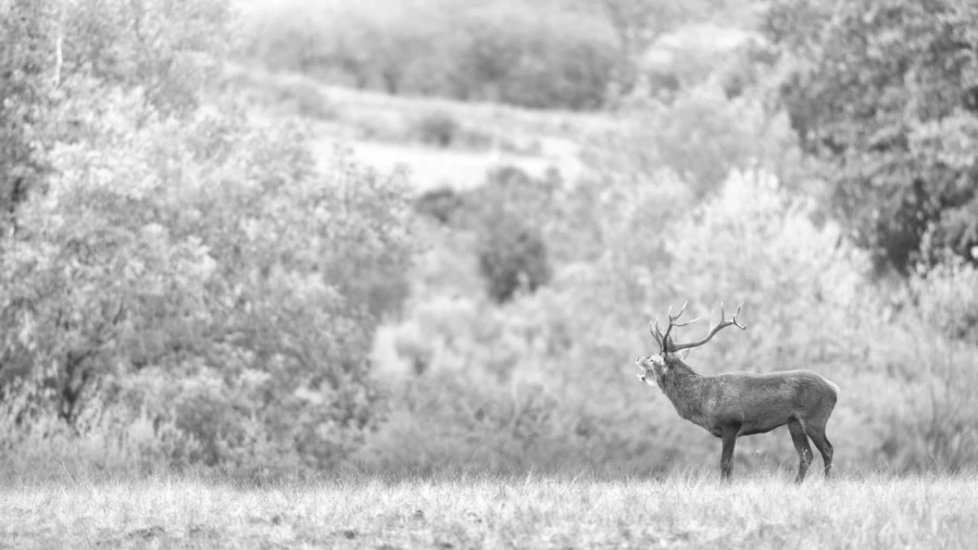 Cerf dans le brouillard pendant le brame du cerf. Cerf dans le brouillard pendant le brame du cerf.