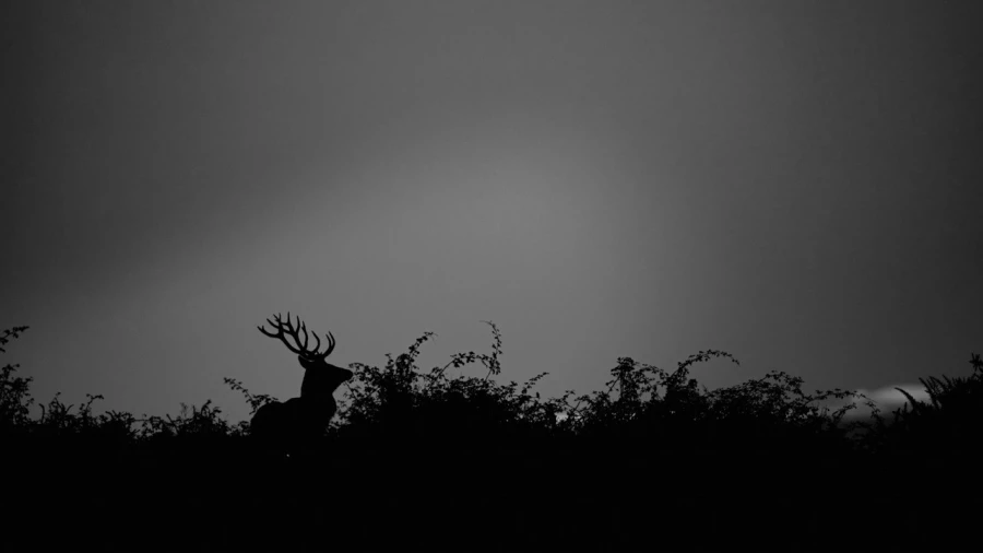 Silhouette de cerf pendant le brame du cerf. Silhouette de cerf pendant le brame du cerf.