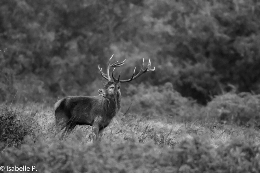 155 brame du cerf 2020 photo de isabelle p 155 brame du cerf 2020 photo de isabelle p