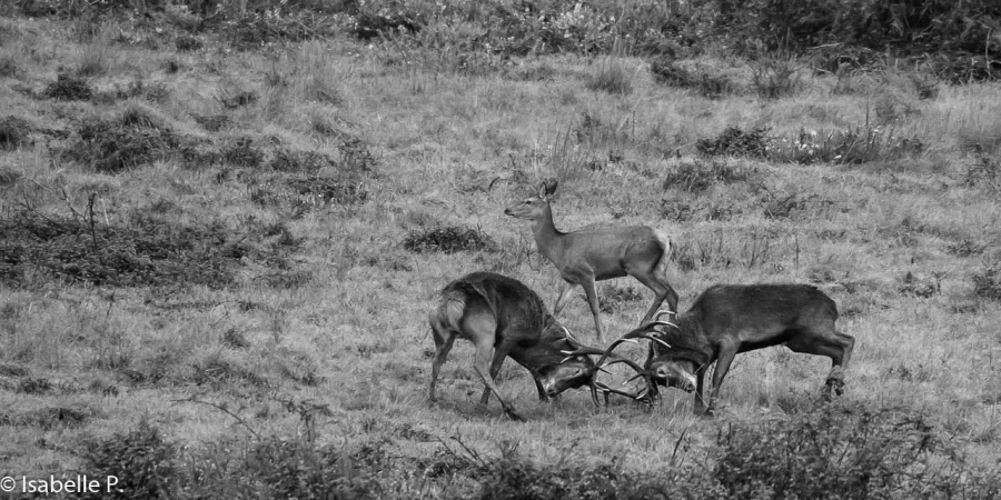 156 brame du cerf 2020 photo de isabelle p 156 brame du cerf 2020 photo de isabelle p