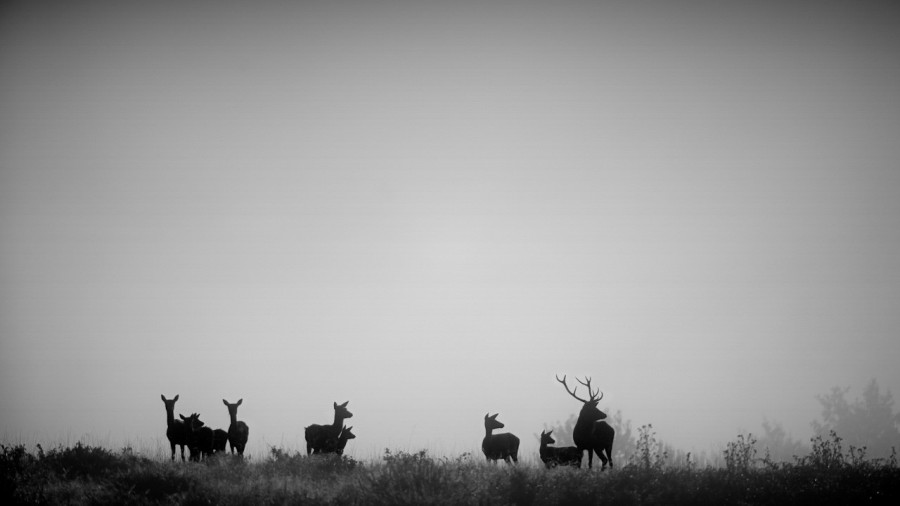Cerf dans le brouillard pendant le brame du cerf. Cerf dans le brouillard pendant le brame du cerf.