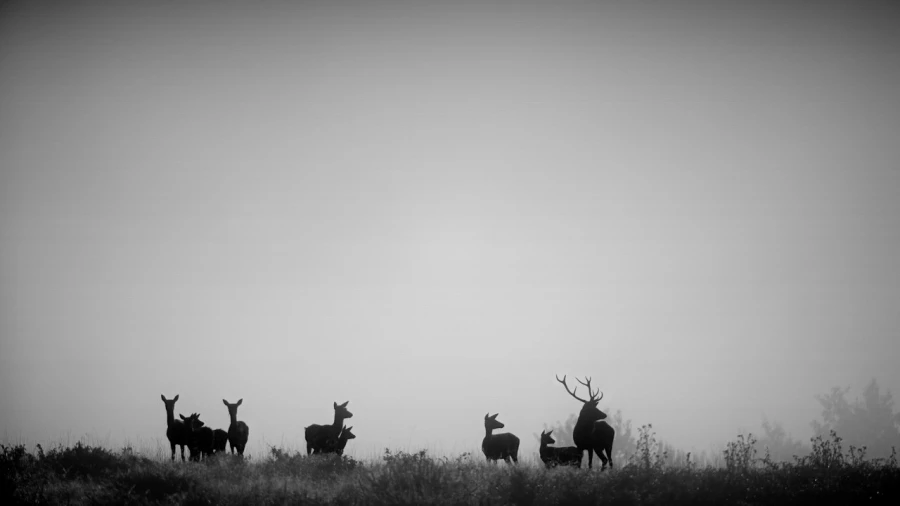 Cerf dans le brouillard pendant le brame du cerf. Cerf dans le brouillard pendant le brame du cerf.