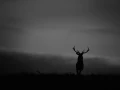 Silhouette de cerf pendant le brame du cerf. 